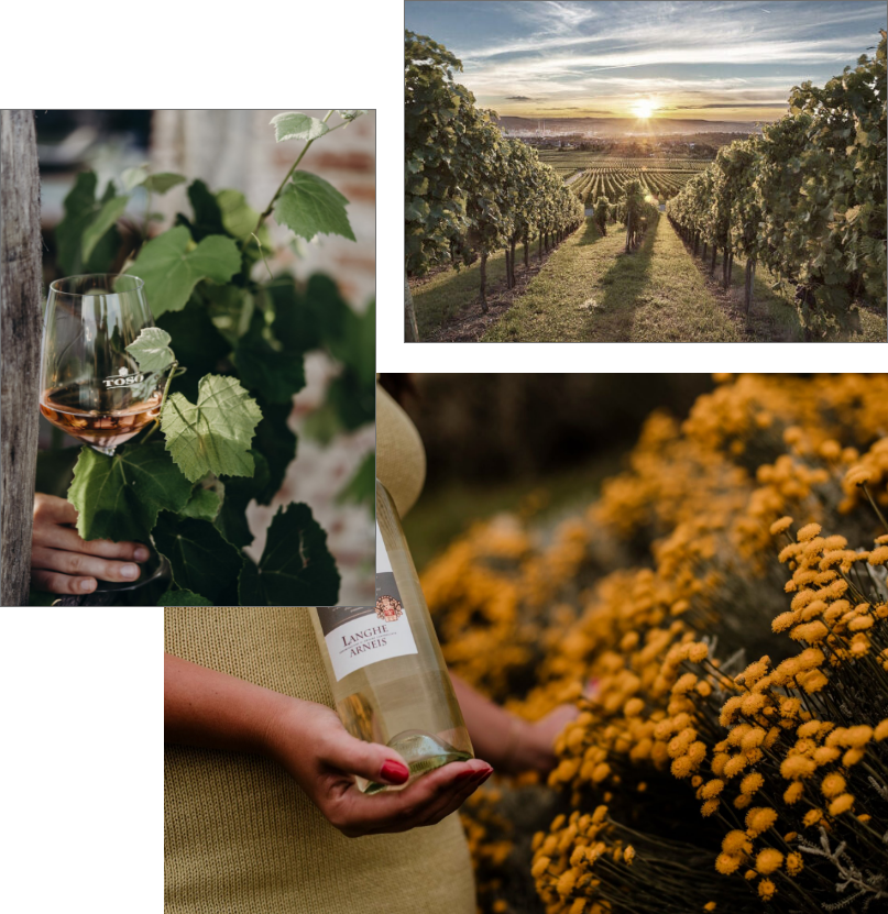 collage naturaleza vinícola